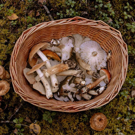 All you need to know about mushrooms and immunity